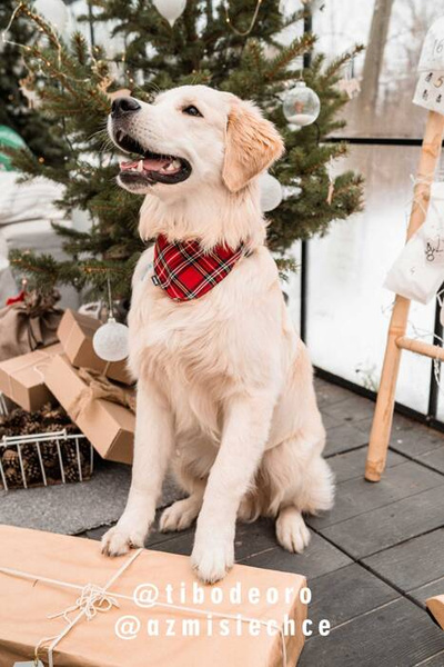 Dog Bandana Tartan handkerchief style to tie around your pet’s neck