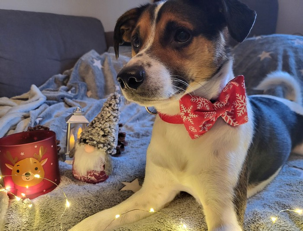 Christmas Dog Bow Tie Snowflake, Pet Bow Tie, Bowtie, Collar Attachment