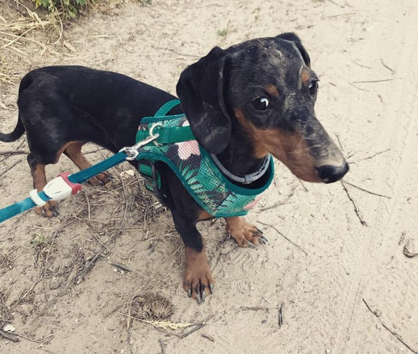 Dog Harness, Always Feeling Cool, Super Soft Psiakrew Tropical Monstera