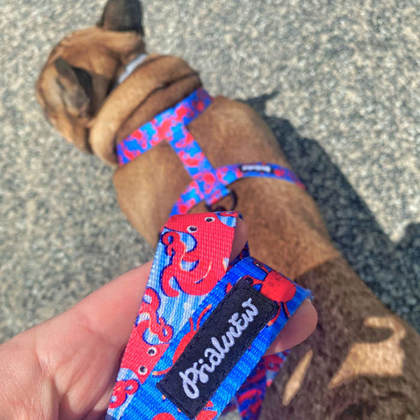 Smycz spacerowa miejska dla Psa Sea Look, szerokość 2,5 cm, duży mocny czarny karabińczyk 8cm