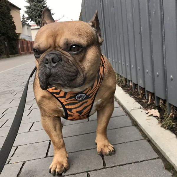 Dog Harness Tiger, Animal print, Always Feeling Cool, Super Soft Psiakrew