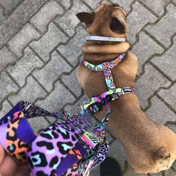 Harness for Dog, Model Crazy Leopard Guard Harness, black extras