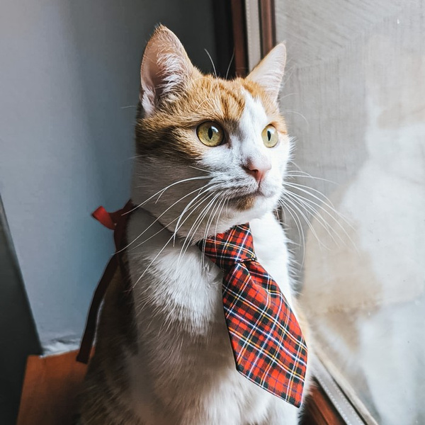 Red Christmas dog tie with tartan pattern Psiakrew