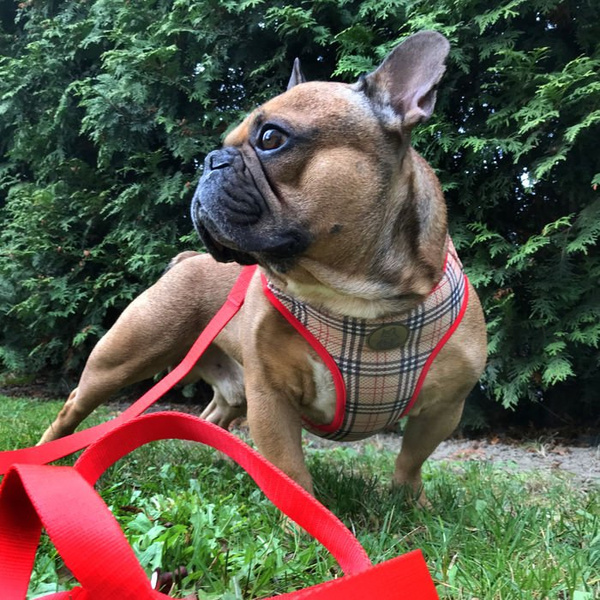 Dog Harness Dogberry, Always Feeling Cool, Super Soft Psiakrew