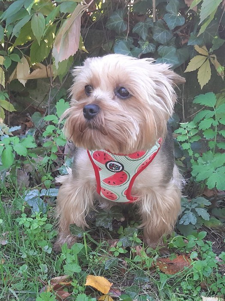 Dog Harness, Always Feeling Cool, Super Soft Psiakrew Watermelon