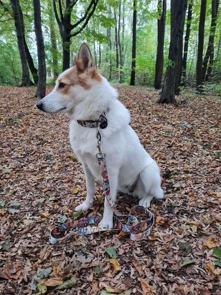 Half-choke collar Forest Treasures, 2.5 cm wide, medium and big dogs, black extras