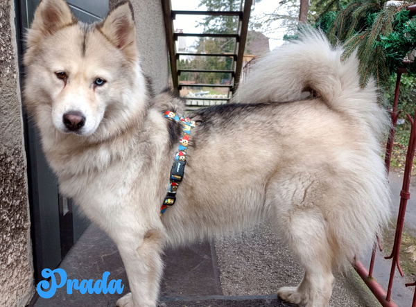 Guard Harness for Dog Teddy Bear Psiakrew, black extras