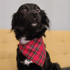 Bandanka dla psa w szkocką kratę Tartan Psiakrew