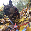 Premium Dog Bandana Autumn handkerchief style to tie around your pet’s neck