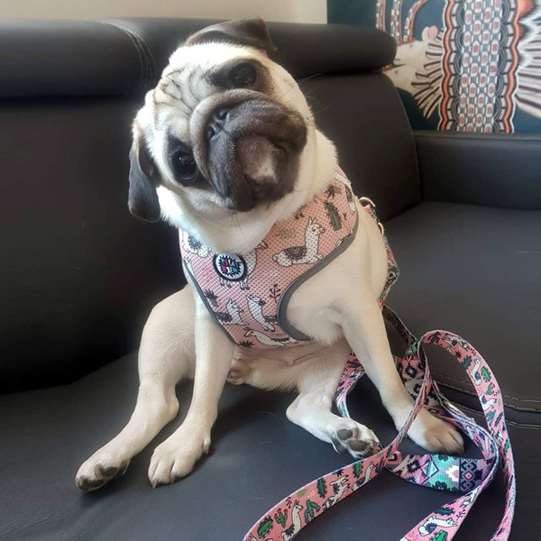 Dog Harness, Always Feeling Cool, Super Soft Psiakrew Lama