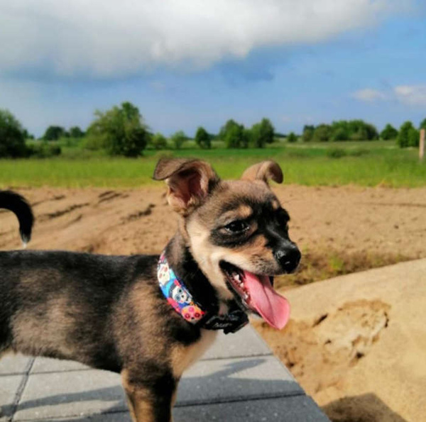 Obroża dla Psa Regulowana Día de los Muertos, 2 cm, dla mniejszych psów i szczeniaków