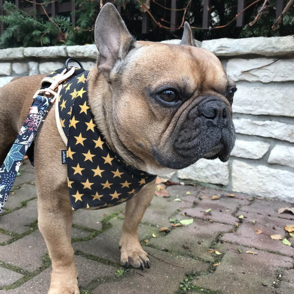 Christmas Black Dog Bandana Stars handkerchief style to tie around your pet’s neck