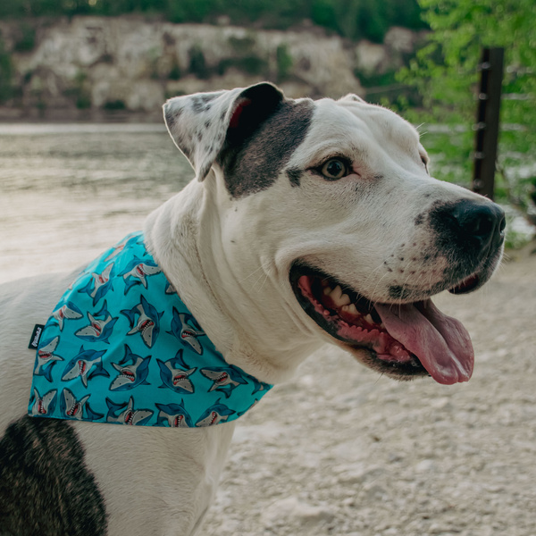Hundehalstuch, Sharks-Taschentuch zum Binden um den Hals Ihres Haustieres