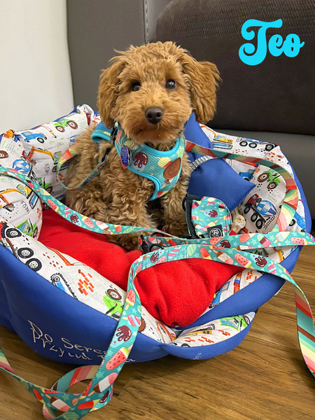 Dog Harness Ice Ice Baby Psiakrew, Always Feeling Cool, Super Soft