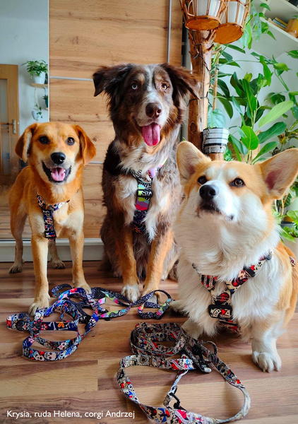 Harness for Dog, Día de los Muertos, Guard Harness, for medium and big dogs, black extras
