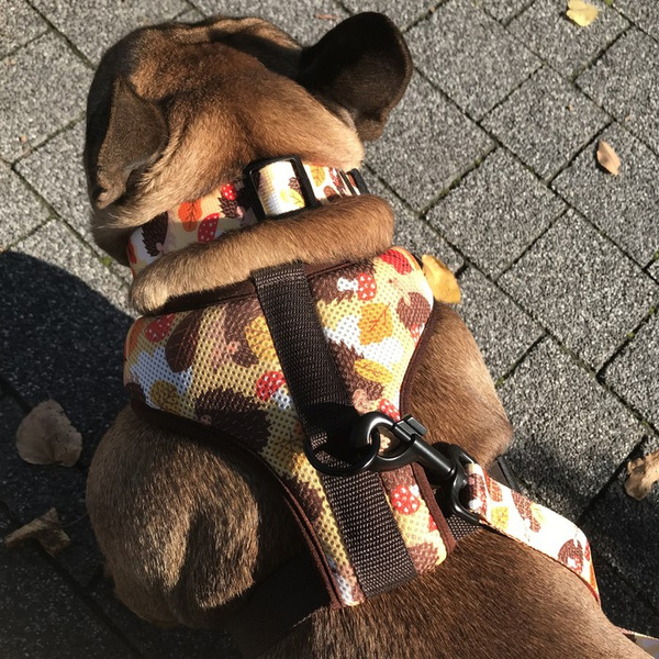 Hundegeschirr- Träumer Igel- druckfrei Komfortabel Ultraweiches Psiakrew