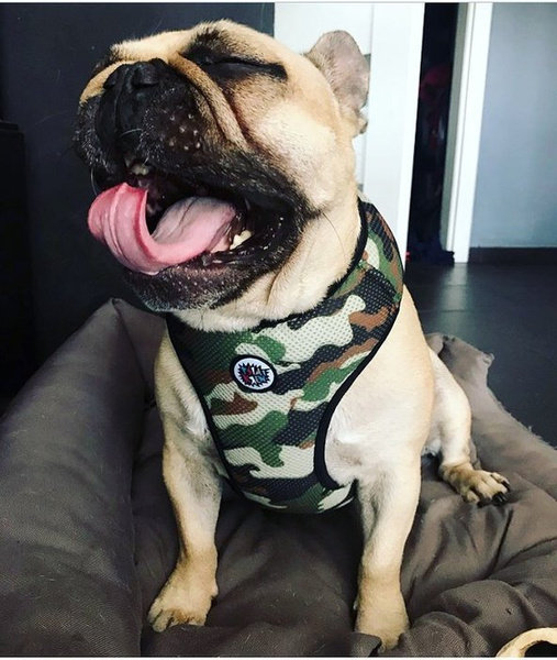 Dog Harness, Camo, Always Feeling Cool, Super Soft Psiakrew