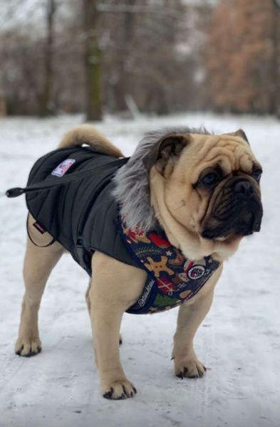 Dog Harness, Always Feeling Cool, Super Soft Psiakrew Winter is coming