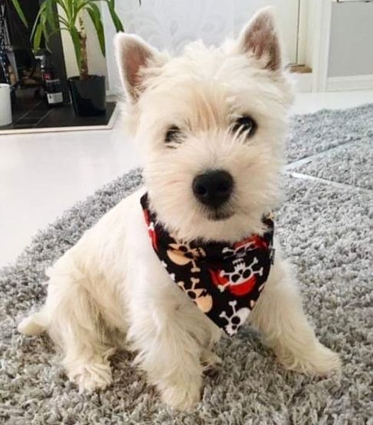 Premium Dog Bandana Pirates handkerchief style to tie around your pet’s neck