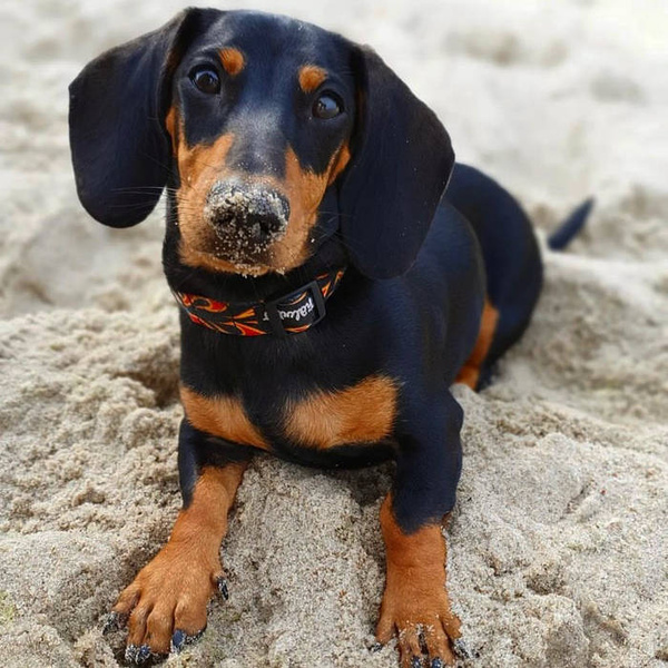 Obroża dla Psa w płomienie Regulowana Dog On Fire, 2 cm, dla mniejszych psów i szczeniaków