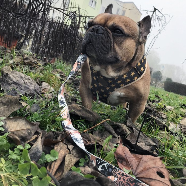 Szelki dla Psa świąteczna Gold Stars bezuciskowe Wygodne Ultramiękkie Psiakrew