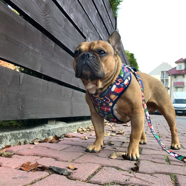 Dog Harness, Always Feeling Cool, Super Soft Psiakrew Winter is coming