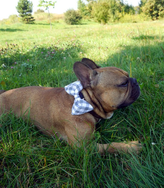 Dog Bow Tie Winston