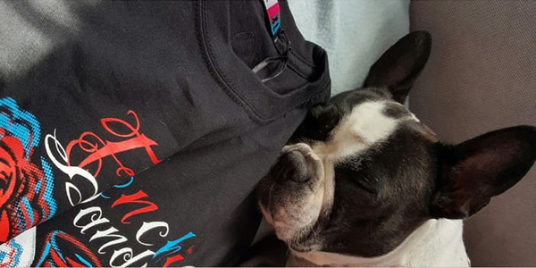 Koszulka Pies Buldog Francuski Dandys, Frenchie Dandy T-shirt damski Psiakrew