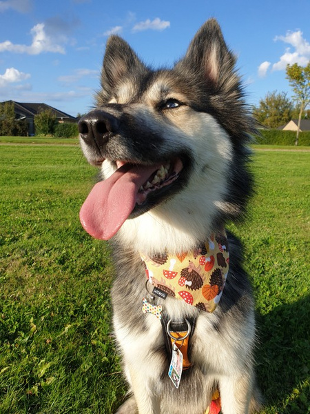 Premium Dog Bandana Hedgehog Dreamer handkerchief style to tie around your pet’s neck