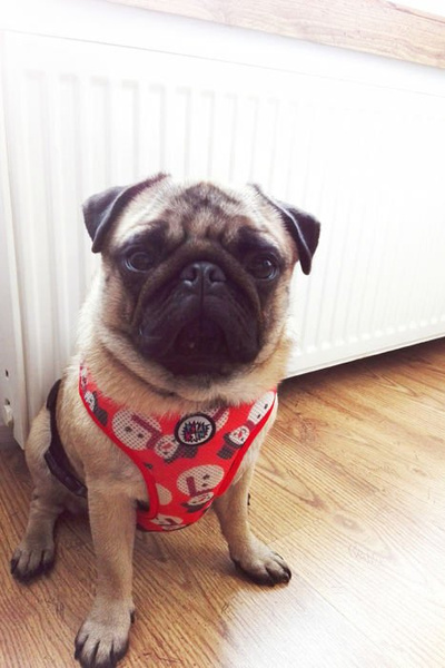 Christmas Gift for Dog, Harness, Always Feeling Cool, Super Soft Psiakrew Snowman