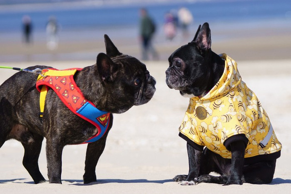 Hunde-Sweatshirt - Fleißige Bienen Psiakrew