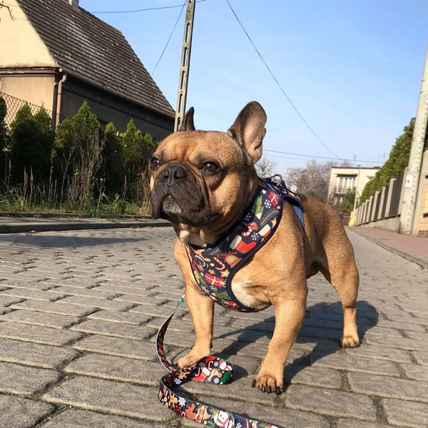 Dog Harness, Always Feeling Cool, Super Soft Psiakrew Winter is coming