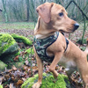Dog Harness, Camo, Always Feeling Cool, Super Soft Psiakrew