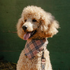 Premium Dog Bandana Dogberry, cotton handkerchief style to tie around your pet’s neck