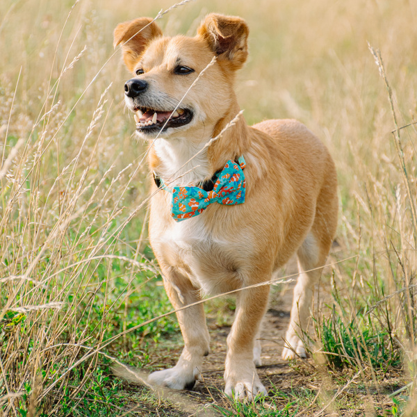 Psiakrew Dog Bow Tie Blue Lagoon, elegant classic bow