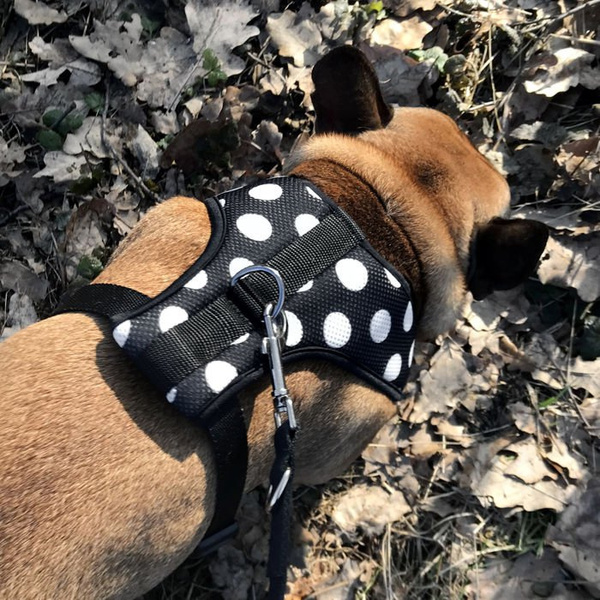 Druckfreie Hundegeschirre Flamenco - Psiakrew