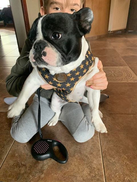 Dog Harness Gold Stars Always Feeling Cool, Super Soft Psiakrew