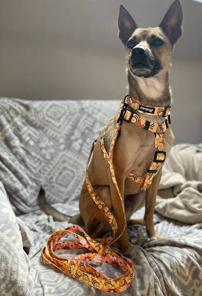 Verstellbares Halsband Fleißige Bienen Psiakrew, 2,5 cm breit, schwarze Beschläge