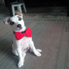 Dog Bow Tie Amor