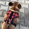 Dog Harness Lumberjack, Always Feeling Cool, Super Soft Psiakrew