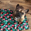 Waterproof Mat for the dog, puppy, cat Tropical Monstera Psiakrew Design