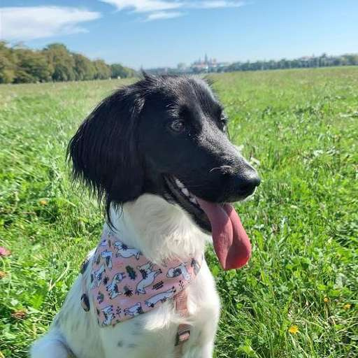 Premium Dog Bandana Llama handkerchief style to tie around your pet’s neck