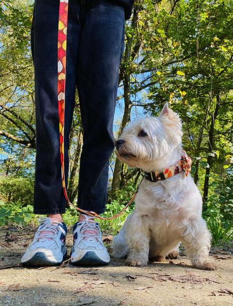 City Walking Leine für Dog Hedgehog Dreamer, Breite 2,5 cm, großer, starker schwarzer Karabiner