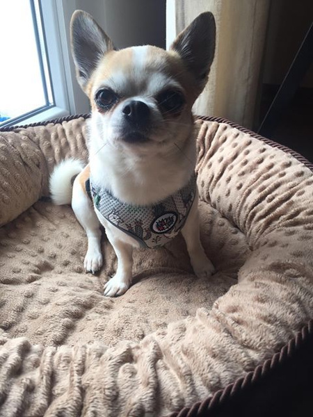 Dog Harness, Always Feeling Cool, Super Soft Psiakrew Lama Gray