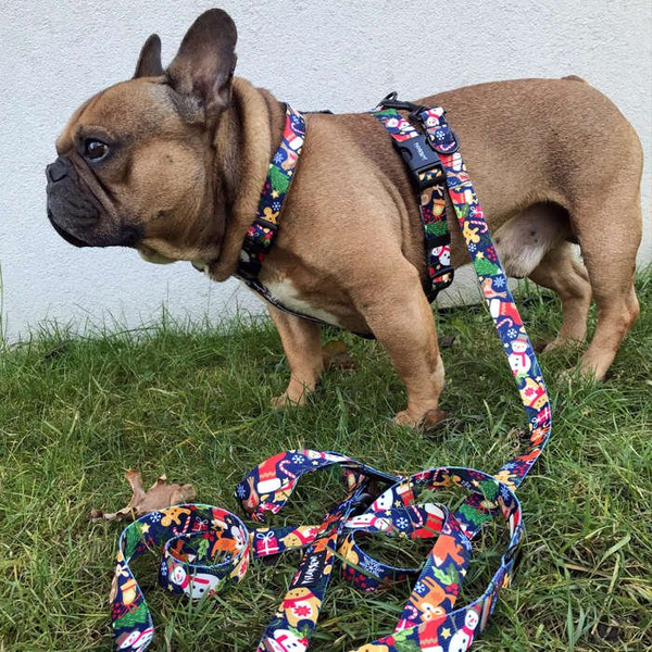 Harness for Dog, Model Winter is coming Guard Harness, for medium dogs, black extras