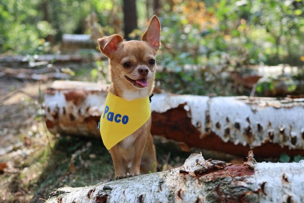 Psiakrew Bandana mit dem Namen des Hundes