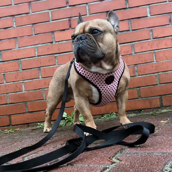 Dog Harness Dotty Dots, Always Feeling Cool, Super Soft Psiakrew
