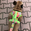 Dog Harness Tutti Frutti, Always Feeling Cool, Super Soft Psiakrew, fruity pattern