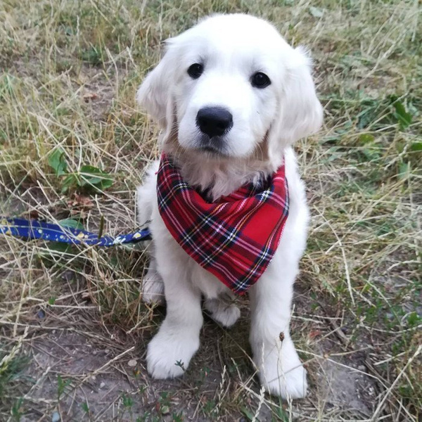 Bandamka świąteczna dla psa, wiązana chusteczka w szkocką kratę Tartan