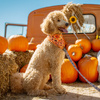 Halloween Hundehalstuch Trick or Treat Psiakrew, Taschentuch zum Binden um den Hals Ihres Haustieres